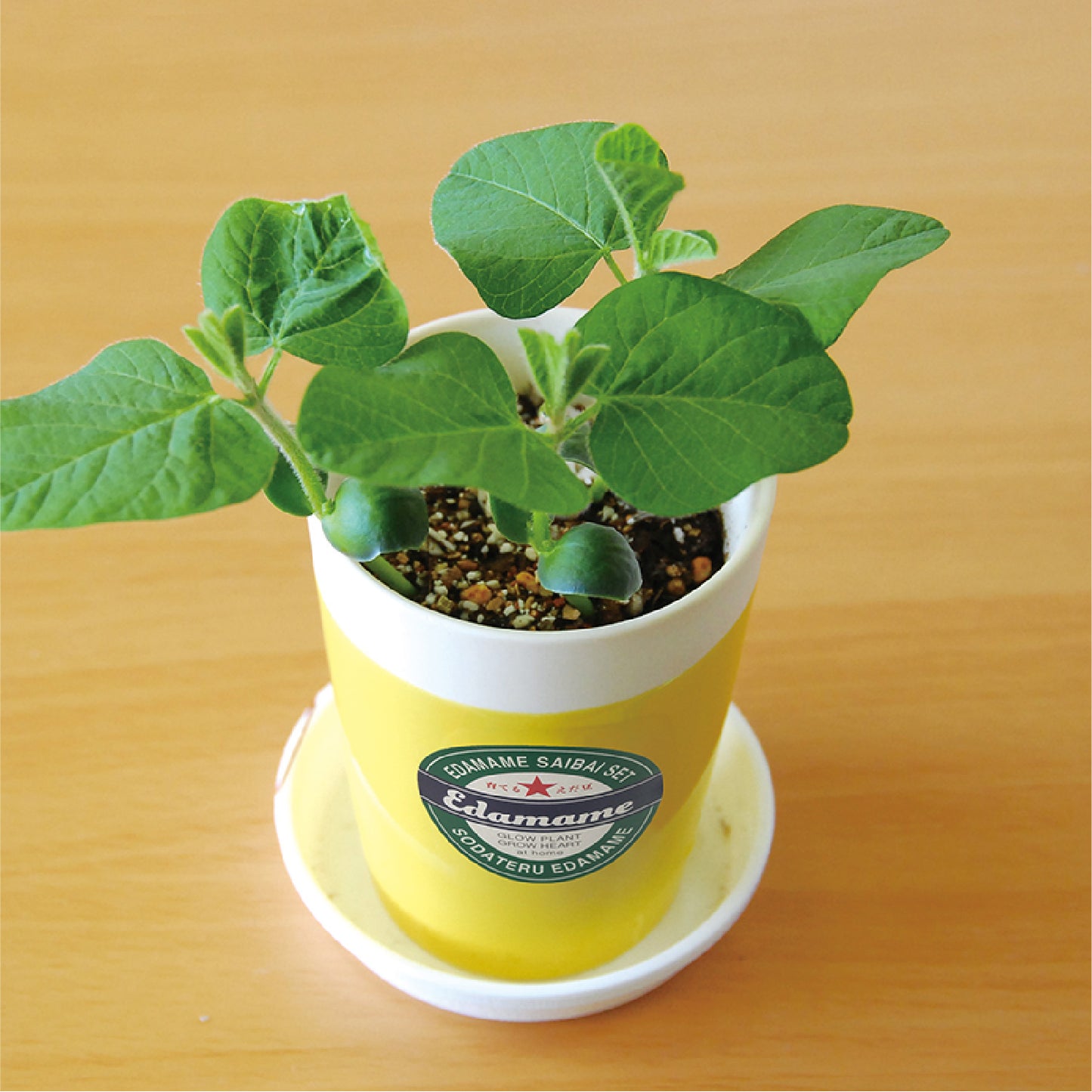 育てる枝豆栽培セット