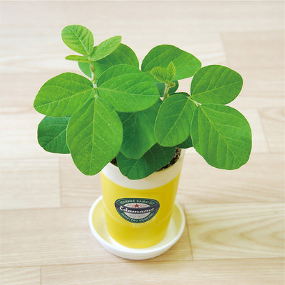 育てる枝豆栽培セット
