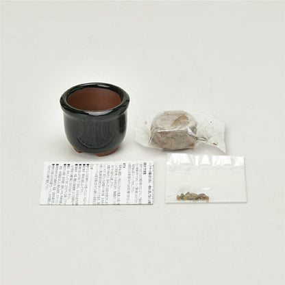 HACO MAME 盆栽栽培セット