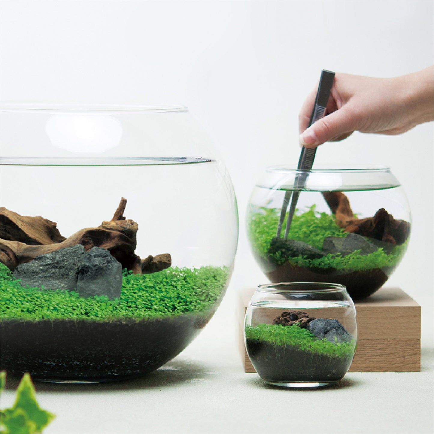 育てる水草